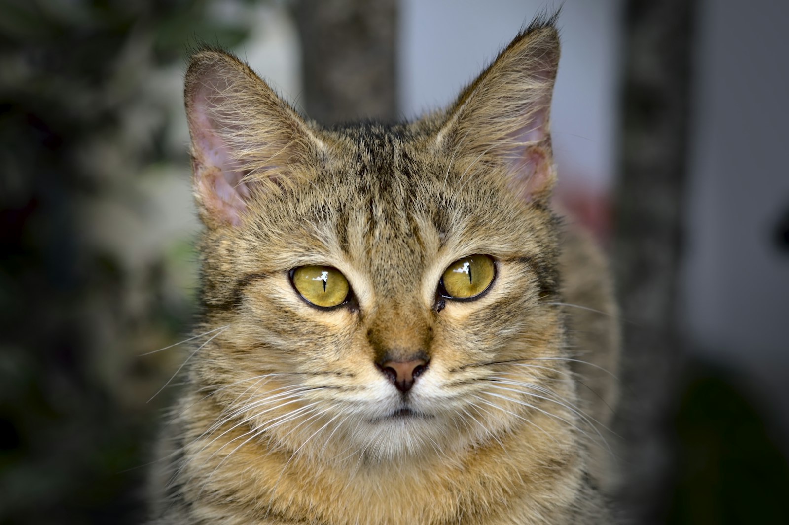 A brown tabby cat with striking golden eyes