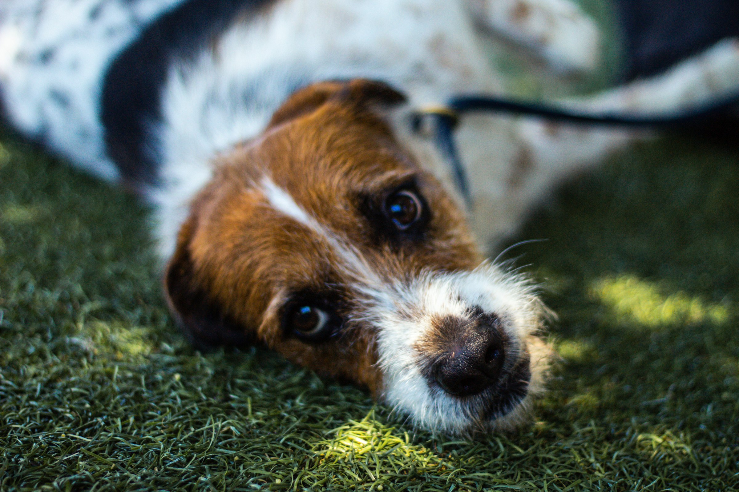 A sweet brown and white dog lying on grass, looking up at the camera