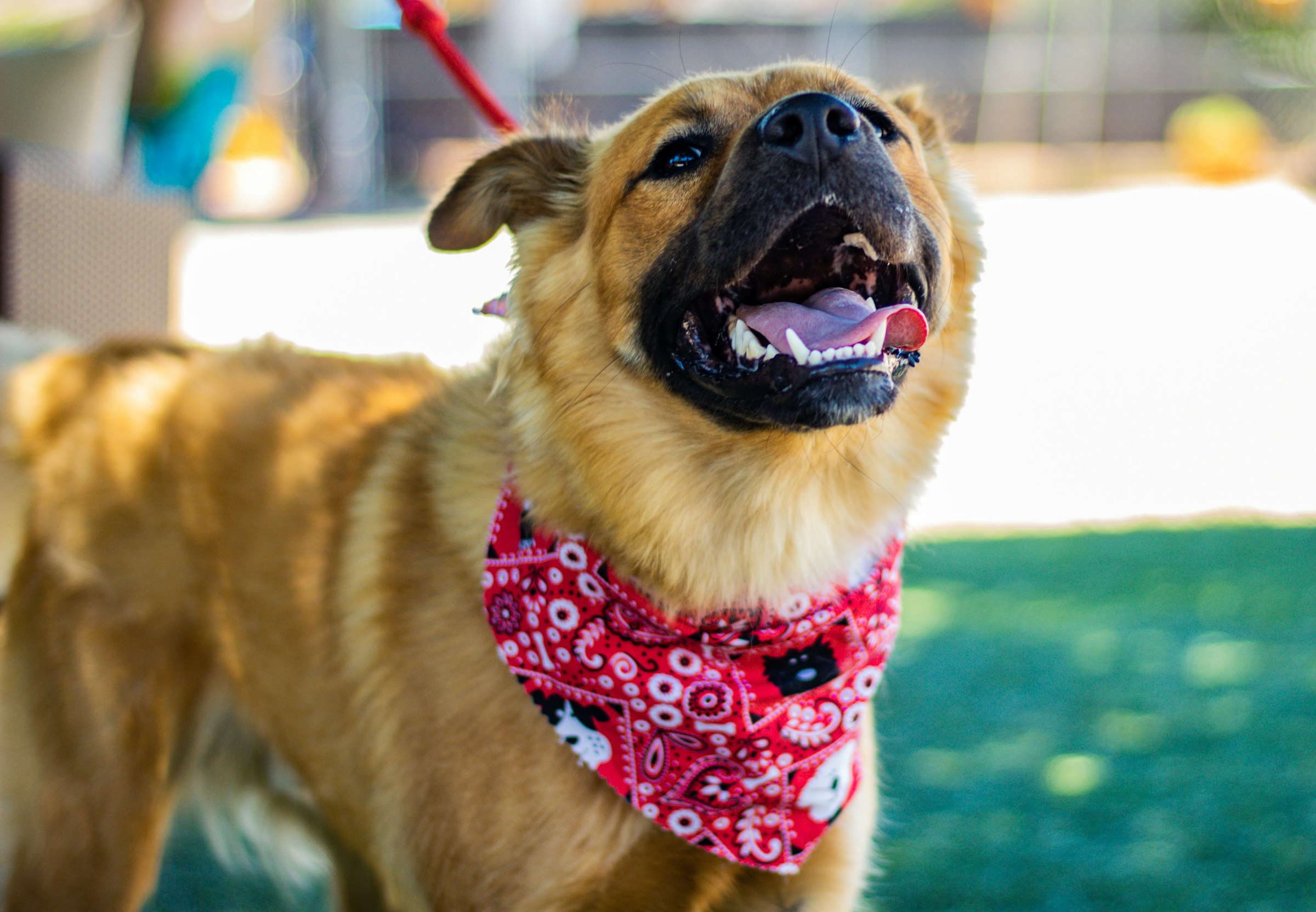 A happy golden shelter dog wearing a red bandana, looking up with joy