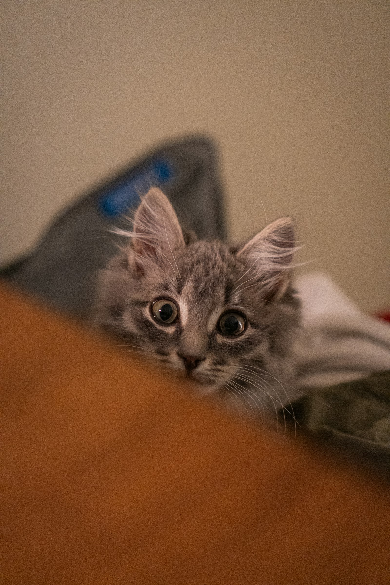 A tiny gray kitten peeking over a surface with wide curious eyes