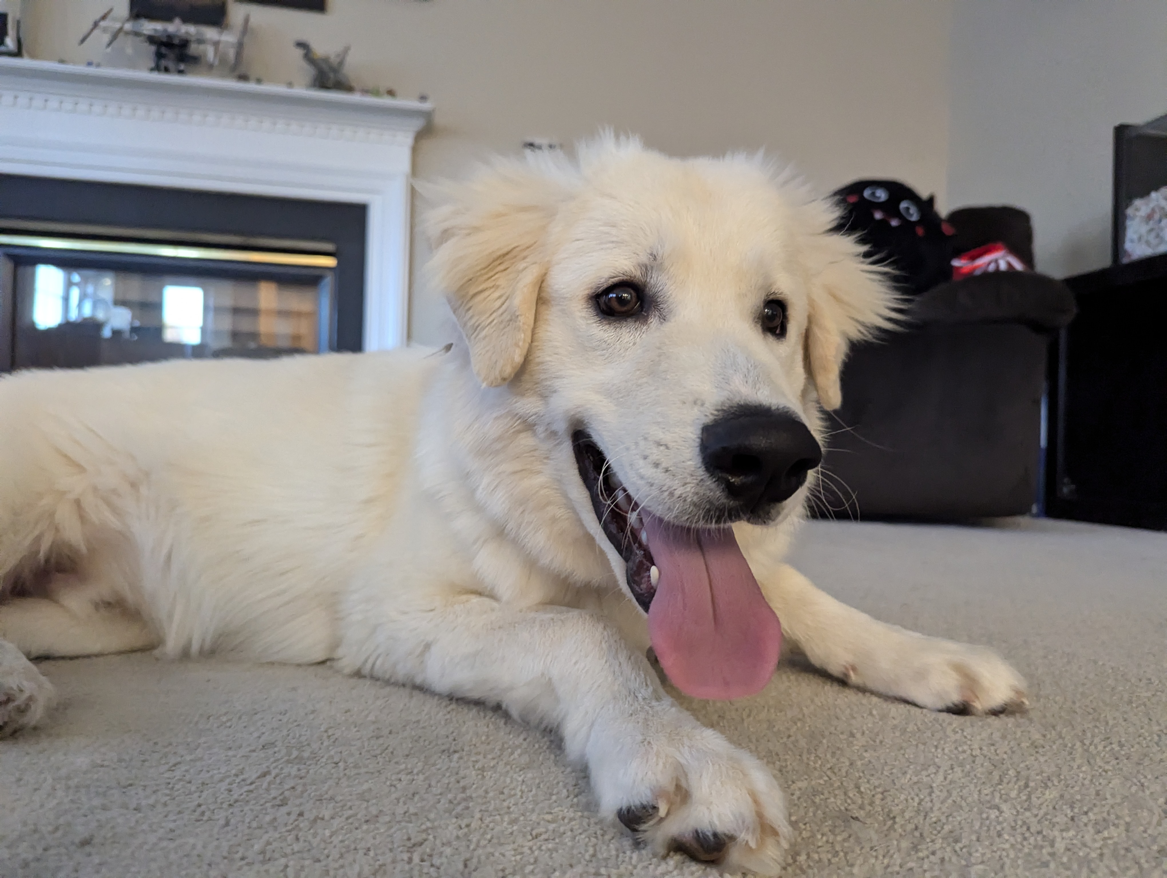 Marshmallow the Great Pyrenees mix lying on the carpet with a big happy smile