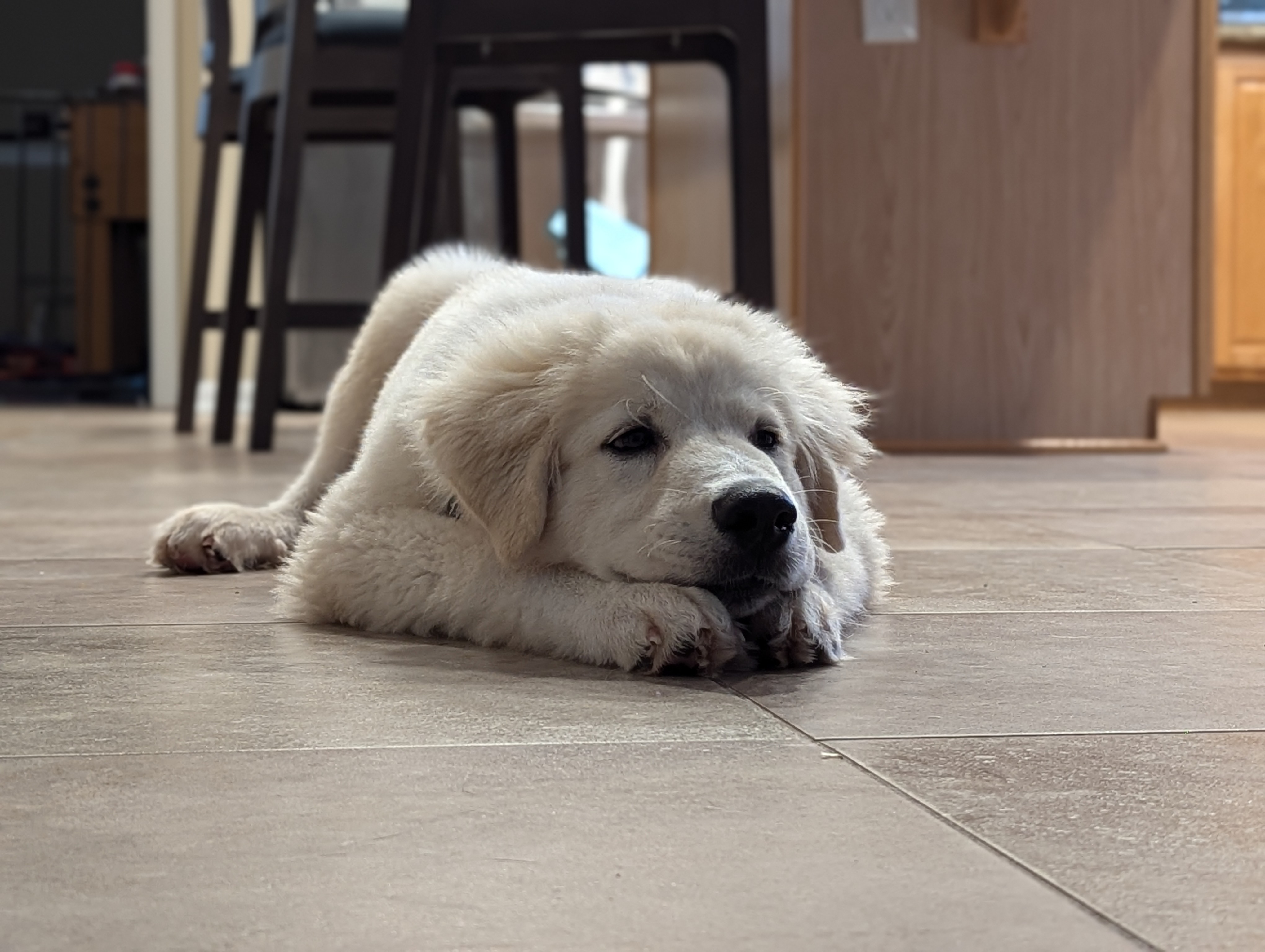 Marshmallow lying on the kitchen floor at home