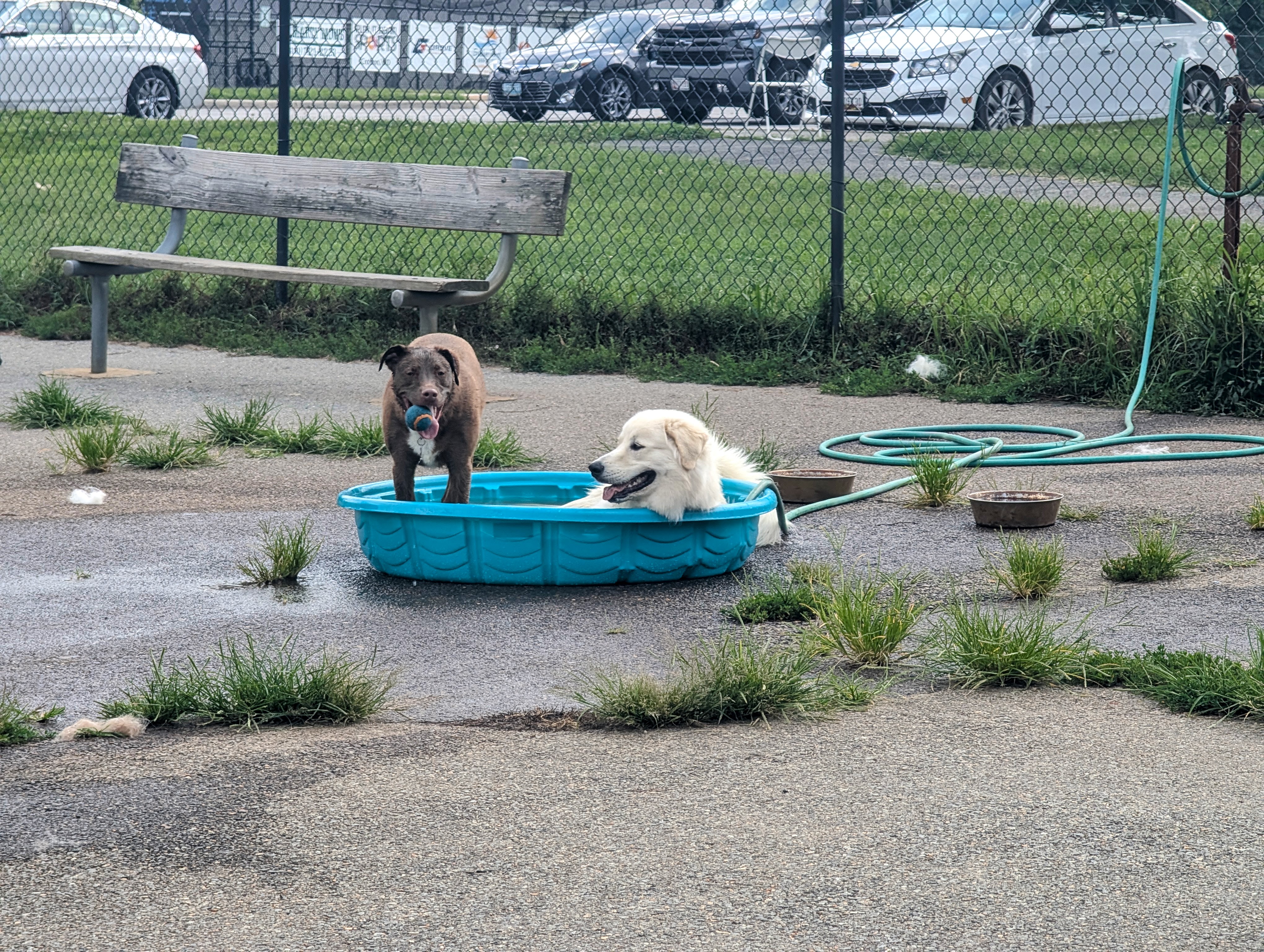 Marshmallow relaxing in a kiddie pool with a friend at the shelter