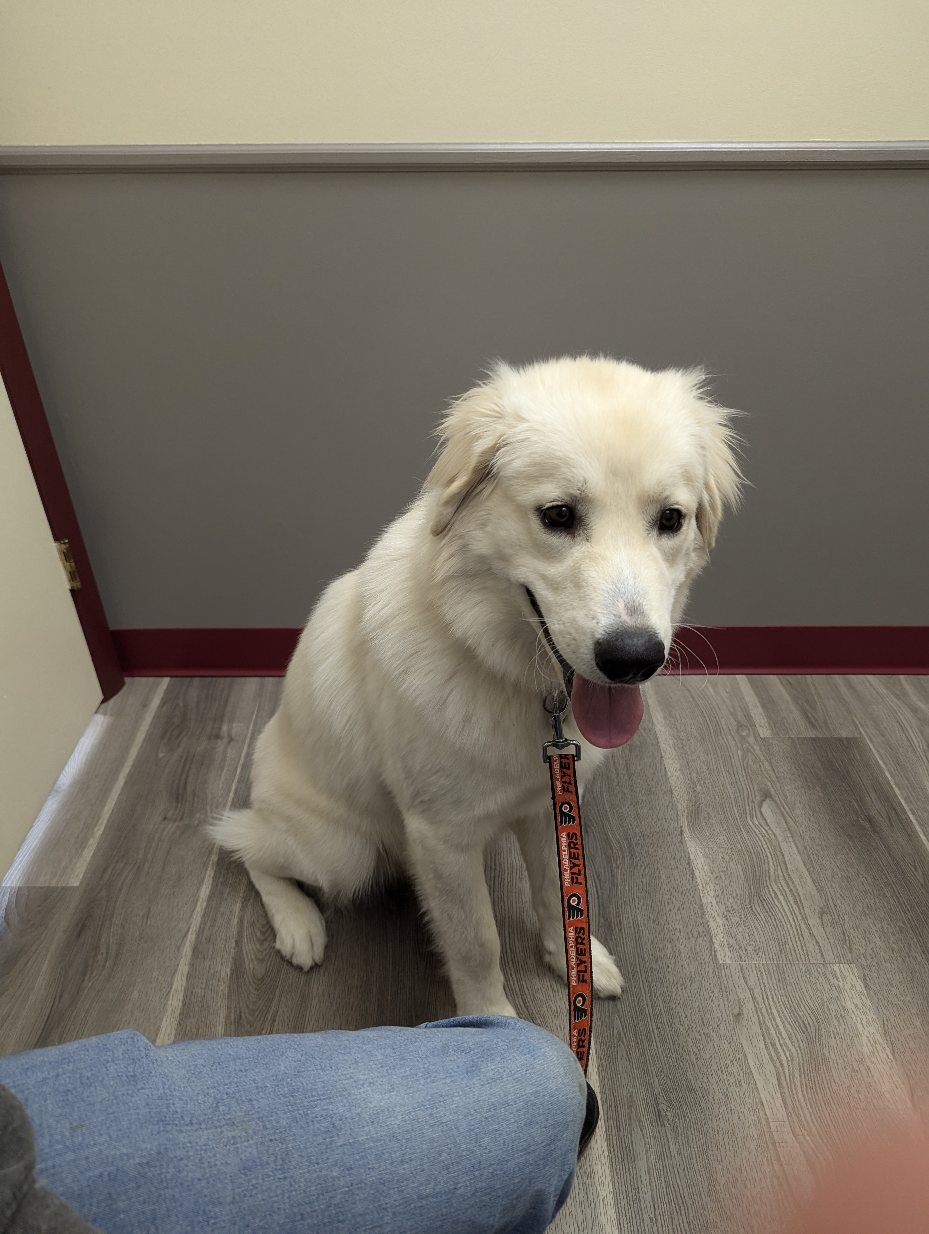 Marshmallow sitting at the vet with a Flyers leash