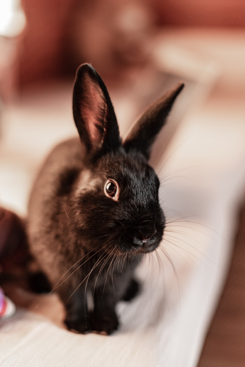 A curious black rabbit with long whiskers